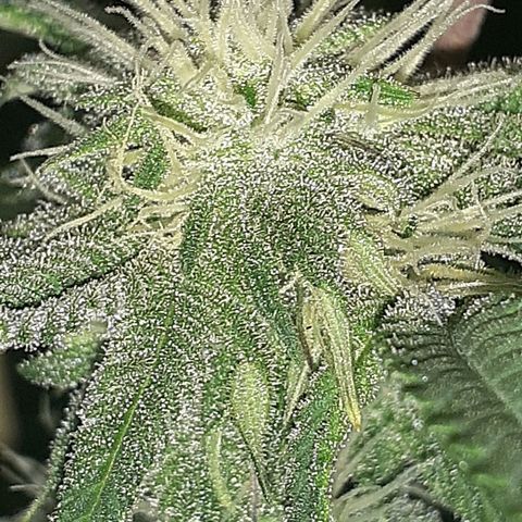 Mystery Seed 1 growlog timeline photo