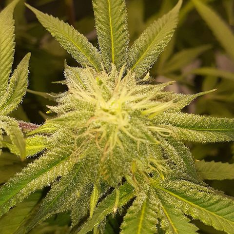 Mystery Seed 1 growlog photo: Week 7 of Flower. Looks and smells amazing 