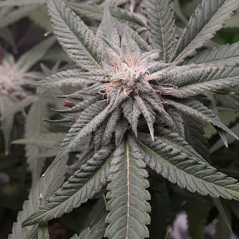 Mystery Seed 1 growlog photo: Week 7 of Flower. Looks and smells amazing 