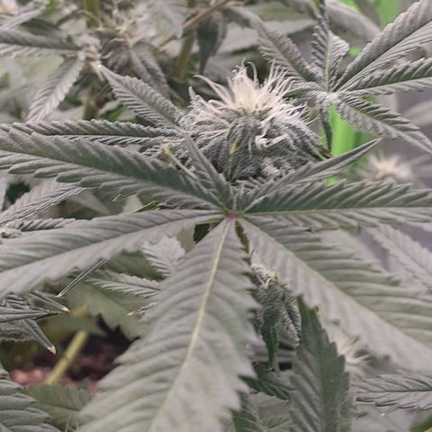 Mystery Seed 1 growlog photo: Week 7 of Flower. Looks and smells amazing 