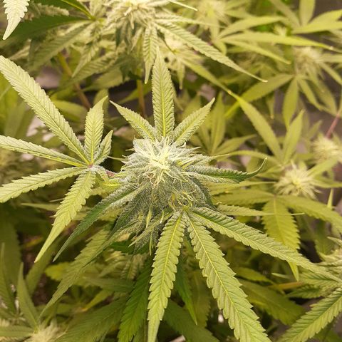 Mystery Seed 1 growlog photo: Week 7 of Flower. Looks and smells amazing 