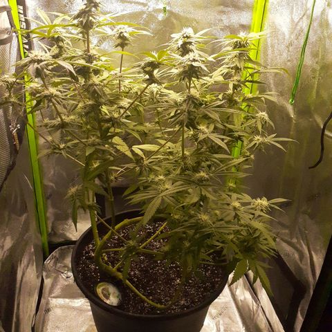Mystery Seed 1 growlog photo: Week 7 of Flower. Looks and smells amazing 