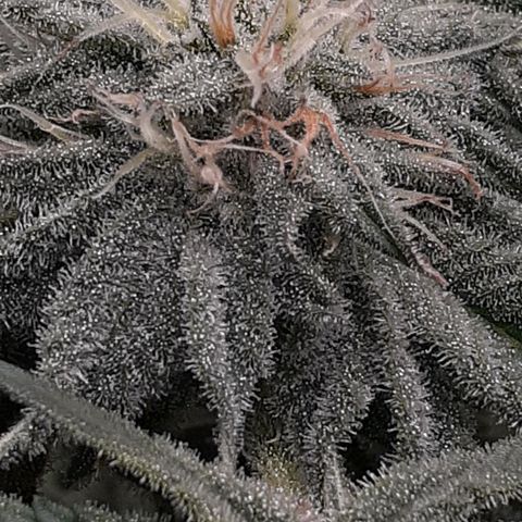 Mystery Seed 1 growlog photo: Week 7 of Flower. Looks and smells amazing 