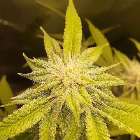 Mystery Seed 1 growlog photo: Week 7 of Flower. Looks and smells amazing 