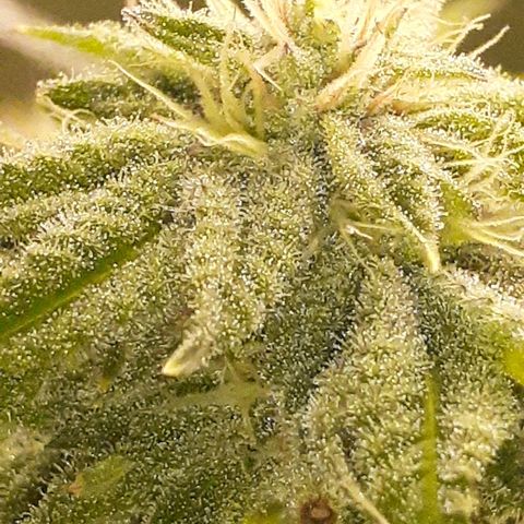 Mystery Seed 1 growlog photo: Week 7 of Flower. Looks and smells amazing 