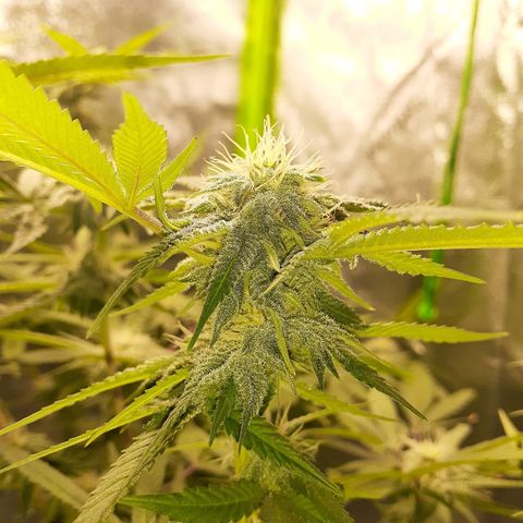 Mystery Seed 1 growlog photo: Week 7 of Flower. Looks and smells amazing 