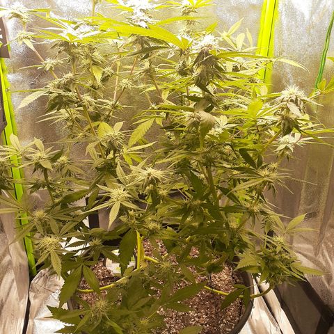 Mystery Seed 1 growlog photo: Week 7 of Flower. Looks and smells amazing 