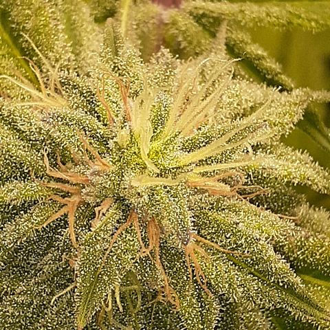 Mystery Seed 1 growlog timeline photo