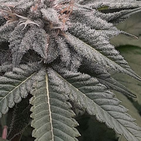 Mystery Seed 1 growlog timeline photo