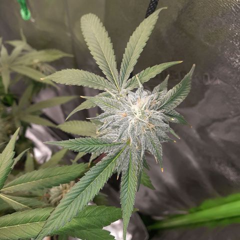 Mystery Seed 1 growlog timeline photo