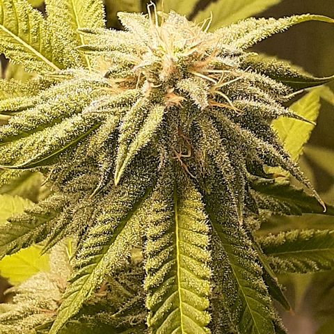 Mystery Seed 1 growlog timeline photo