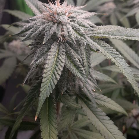 Mystery Seed 1 growlog timeline photo