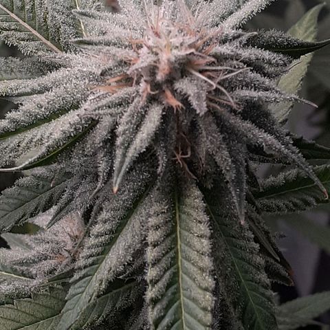 Mystery Seed 1 growlog timeline photo