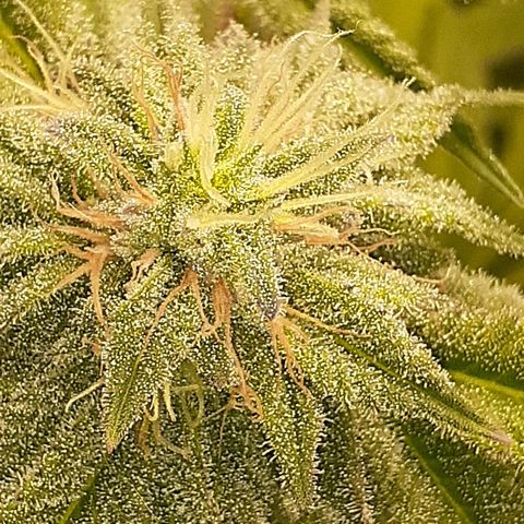 Mystery Seed 1 growlog timeline photo