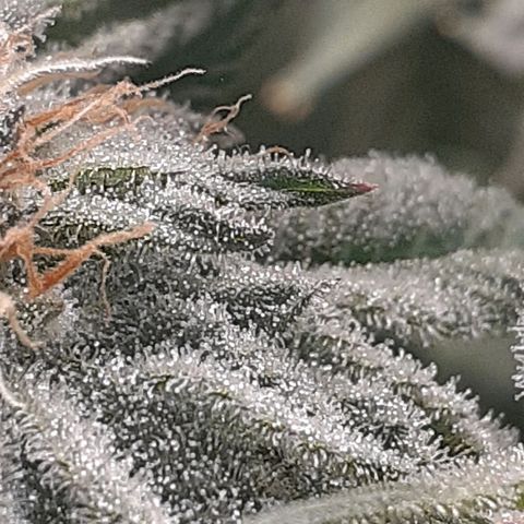 Mystery Seed 1 growlog timeline photo
