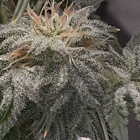 Mystery Seed 1 growlog timeline photo