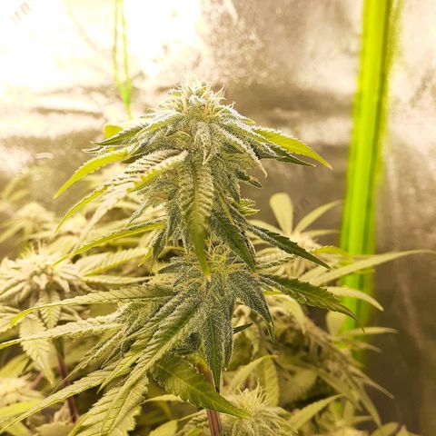 Mystery Seed 1 growlog timeline photo