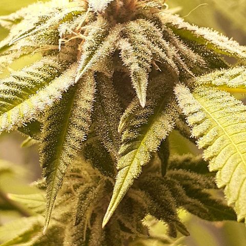 Mystery Seed 1 growlog photo: Week 9 of Flower