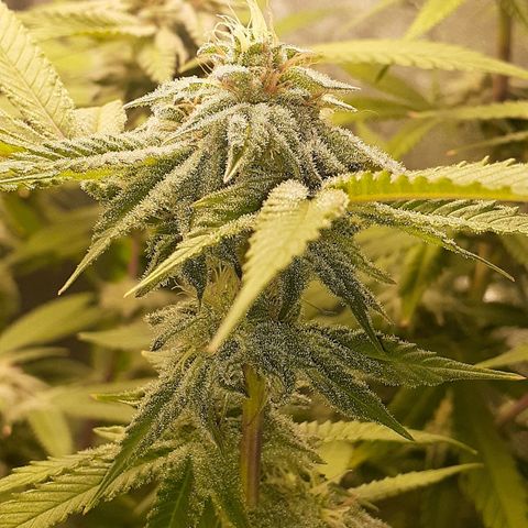 Mystery Seed 1 growlog photo: Week 9 of Flower