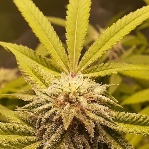 Mystery Seed 1 growlog photo: Week 9 of Flower