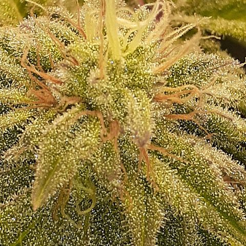Mystery Seed 1 growlog photo: Week 9 of Flower