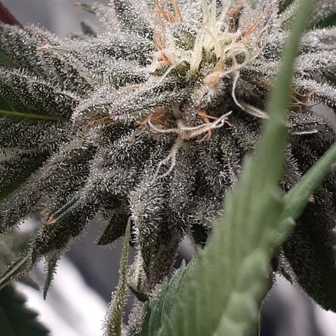 Mystery Seed 1 growlog photo: Week 9 of Flower