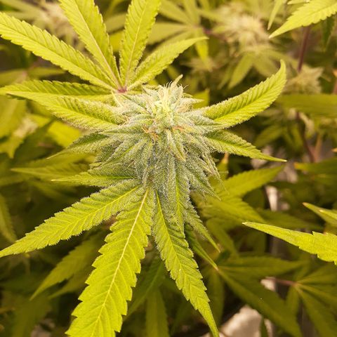 Mystery Seed 1 growlog photo: Week 9 of Flower