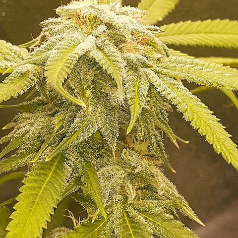Mystery Seed 1 growlog photo: Week 9 of Flower