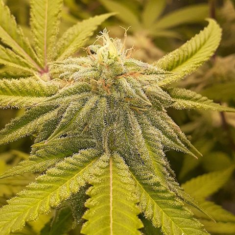 Mystery Seed 1 growlog photo: Week 9 of Flower