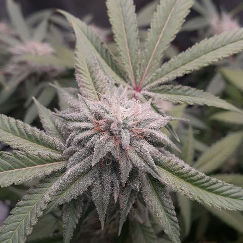 Mystery Seed 1 growlog photo: Week 9 of Flower