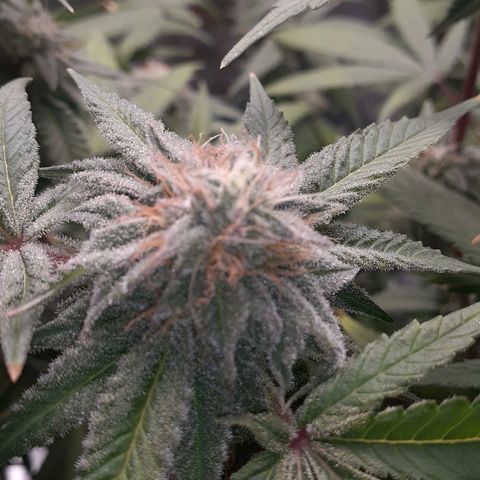 Mystery Seed 1 growlog photo: Week 9 of Flower