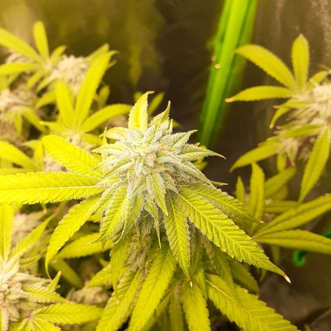 Mystery Seed 1 growlog timeline photo