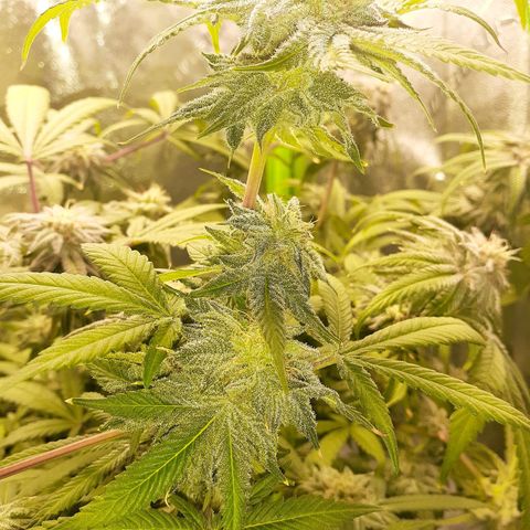 Mystery Seed 1 growlog timeline photo