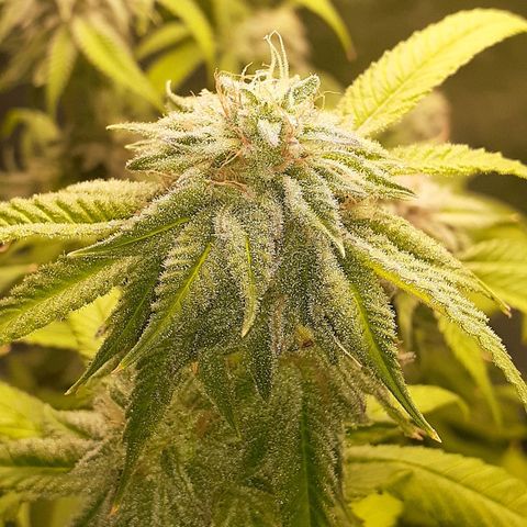 Mystery Seed 1 growlog timeline photo