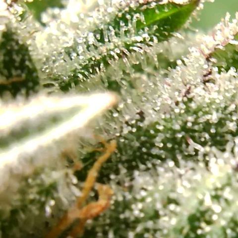 Mystery Seed 1 growlog timeline photo