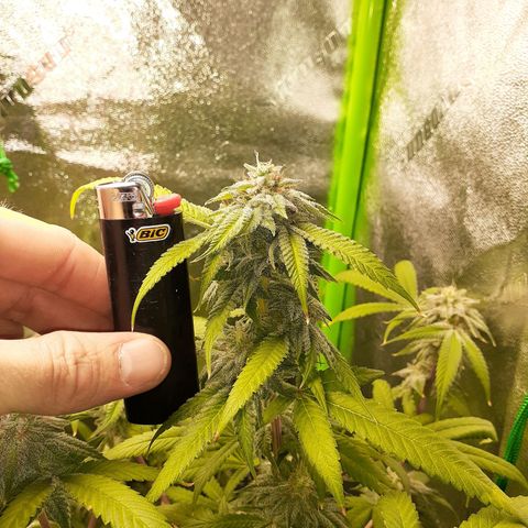 Mystery Seed 1 growlog timeline photo
