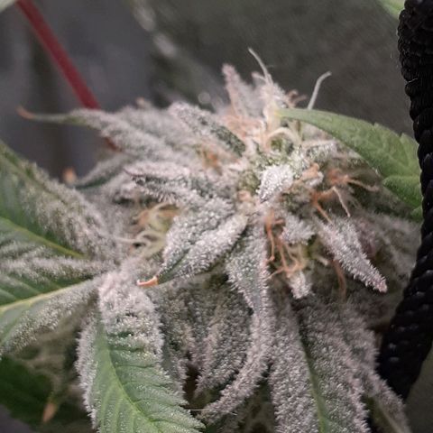 Mystery Seed 1 growlog timeline photo