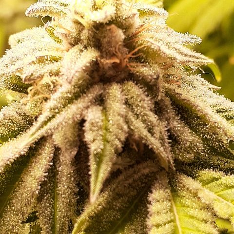 Mystery Seed 1 growlog timeline photo