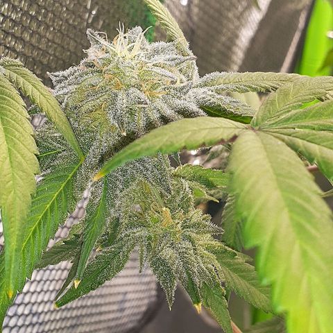 Mystery Seed 1 growlog timeline photo
