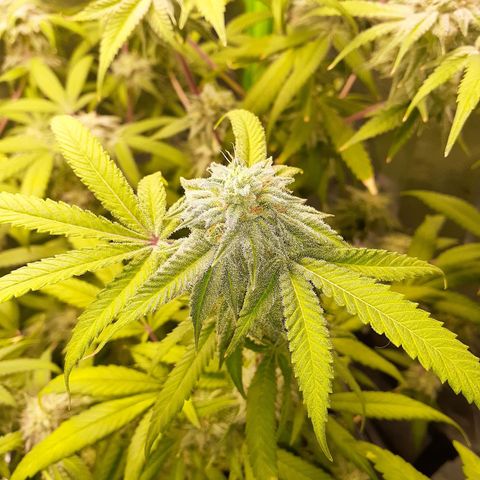 Mystery Seed 1 growlog timeline photo
