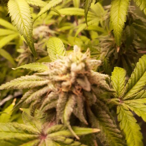 Mystery Seed 1 growlog photo: A sad yet happy day