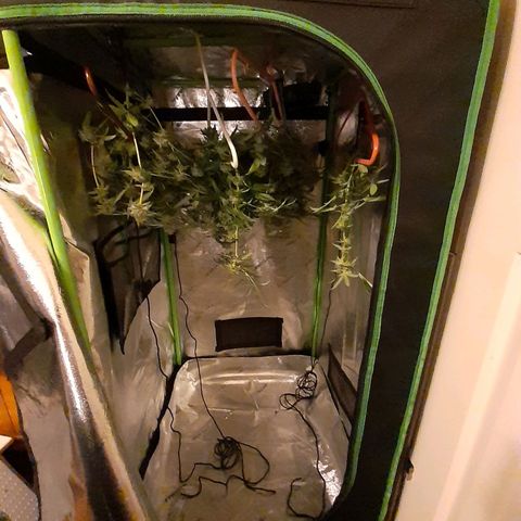 Mystery Seed 1 growlog photo: A sad yet happy day