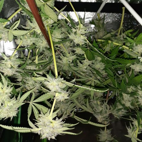 Mystery Seed 1 growlog photo: A sad yet happy day