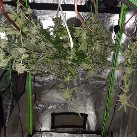 Mystery Seed 1 growlog photo: A sad yet happy day