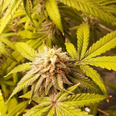 Mystery Seed 1 growlog photo: A sad yet happy day