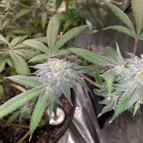 Mystery Seed 1 growlog photo: A sad yet happy day