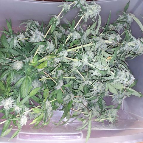 Mystery Seed 1 growlog photo: A sad yet happy day
