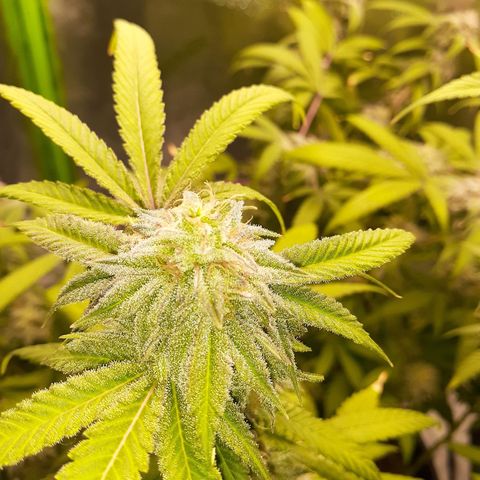 Mystery Seed 1 growlog photo: A sad yet happy day