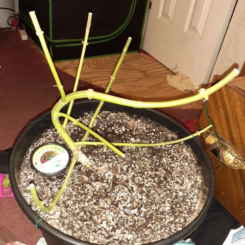 Mystery Seed 1 growlog photo: A sad yet happy day