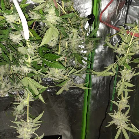 Mystery Seed 1 growlog photo: A sad yet happy day